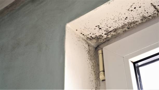 Best Basement Mold Removal  in Lindstrom, MN