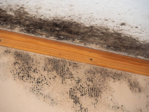 Best Attic Mold Removal  in Lindstrom, MN