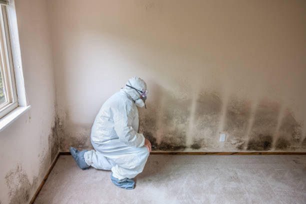 Best Emergency Mold Remediation  in Lindstrom, MN