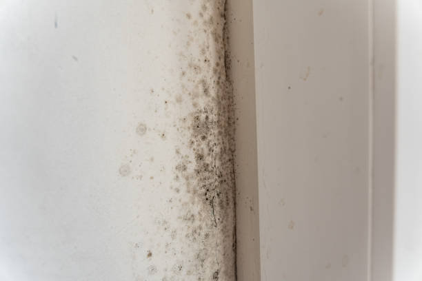 Best Air Quality Testing for Mold Spores  in Lindstrom, MN